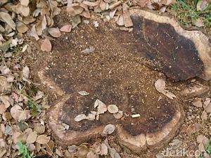 Penebangan dan Distribusi Kayu Sonokeling Wajib Seizin BKSDA