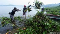 Eceng Gondok yang Kotori Waduk Jatiluhur Dibersihkan