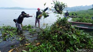 Eceng Gondok yang Kotori Waduk Jatiluhur Dibersihkan