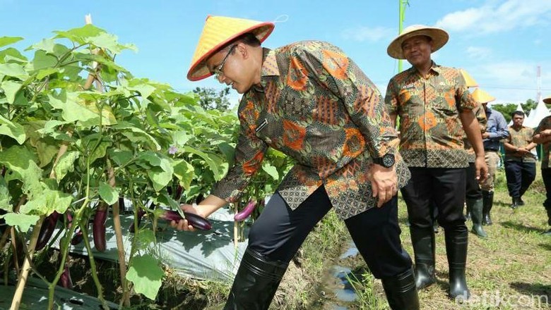 Pemkab Banyuwangi Gelar Kompetisi Ajak Anak Muda Bertani