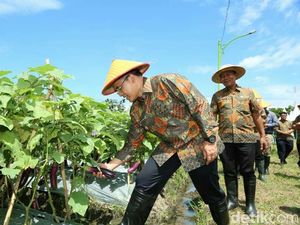 Pemkab Banyuwangi Gelar Kompetisi Ajak Anak Muda Bertani