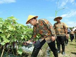 Pemkab Banyuwangi Gelar Kompetisi Ajak Anak Muda Bertani