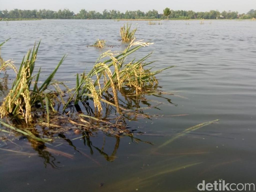 300 Hektare Padi Rusak Akibat Banjir di Demak 300 Hektare Padi Rusak Akibat Banjir di Demak