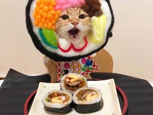 Gemasnya 8 Kostum Kucing Lucu yang Mirip Makanan Aslinya Gemasnya 8 Kostum Kucing Lucu yang Mirip Makanan Aslinya