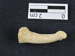 Homo Luzonensis, Spesies Manusia Telah Lama Punah Ditemukan di Filipina