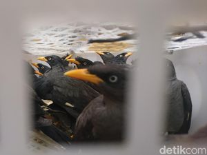 Polisi Gagalkan Penyelundupan 1.000 Burung Langka di Merak