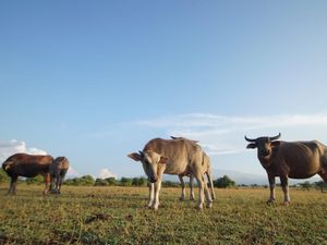 Savana Doro Ncanga, Nuansa Afrika di Bumi NTB