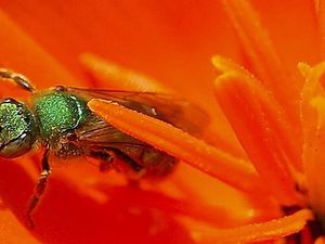 Kekagetan Dokter Temukan 4 Lebah Hidup di dalam Mata Perempuan