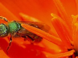 Kekagetan Dokter Temukan 4 Lebah Hidup di dalam Mata Perempuan