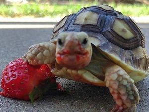 Tampilan 10 Hewan Saat Makan Buah Strawberry Ini Bikin Seram dan Gemas