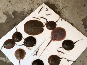 Ada-ada Saja, Pria Ini Bawa Ikan Pari ke Bandara