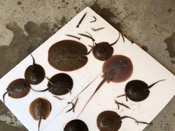 Ada-ada Saja, Pria Ini Bawa Ikan Pari ke Bandara