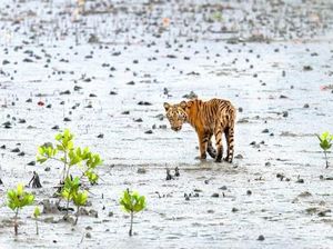 Kisah Muslim dan Hindu Bersatu Lawan Harimau Suruhan Setan
