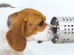 Ternyata! Anjing Pendeteksi Penyakit Kanker yang Luar Biasa