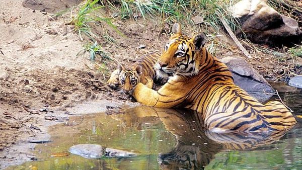 Potret Muslim dan Hindu Bersatu Lawan Harimau Suruhan Setan