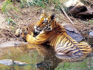 Potret Muslim dan Hindu Bersatu Lawan Harimau Suruhan Setan