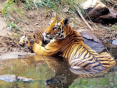 Potret Muslim dan Hindu Bersatu Lawan Harimau Suruhan Setan