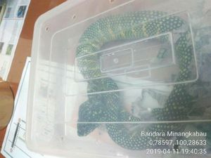 Petugas Ungkap Penyelundupan Ular yang Dibungkus Paket Keripik Rendang