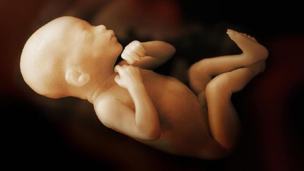 Ilustrasi Janin A human baby growing inside the womb. Age is about 7 months.