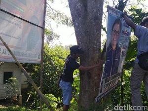 Pemuda Ciamis Cabut Ratusan APK yang Dipaku di Pohon