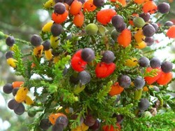 Keren! Pohon Ajaib Ini Hasilkan 40 Jenis Buah Mulai Plum hingga Almond