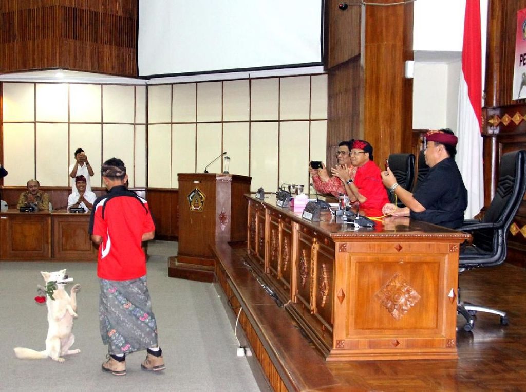 Hore! Anjing Kintamani Diakui Sebagai Ras Asli Indonesia Hore! Anjing Kintamani Diakui Sebagai Ras Asli Indonesia