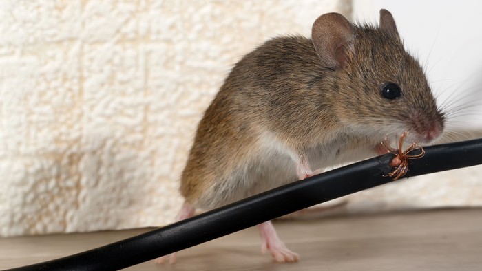 Closeup mouse gnaws wire  in an apartment house on the background of the wall and electrical outlet . Inside high-rise buildings. Fight with mice in the apartment. Extermination. Small DOF focus put only to wire.