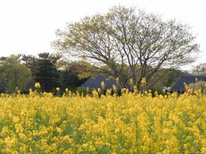Bukit Penuh Bunga Instagenic di Jepang: Hitachi Seaside Park
