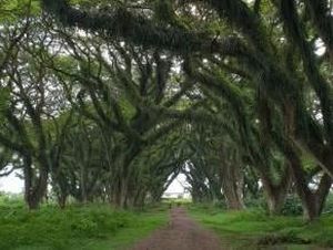 Hutan The Lord Of The Rings Ada di Banyuwangi