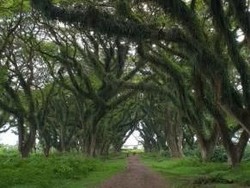 Hutan The Lord Of The Rings Ada di Banyuwangi