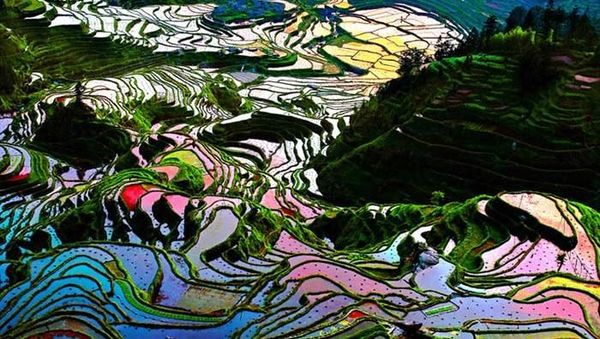 Jajaran Sawah Terindah se-Asia