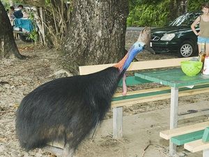 Pria di Florida Tewas Diserang Burung Kasuari Peliharaannya