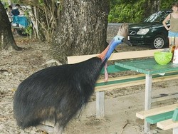 Pria di Florida Tewas Diserang Burung Kasuari Peliharaannya