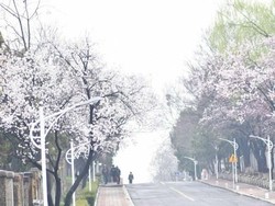 Pemilih Cuma 24 Orang, Kotak Suara Pemilu 2019 di Korea Utara Diawasi CCTV