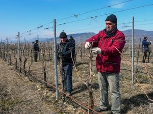 Peneliti Mau Tanam Anggur di Mars untuk Bikin Wine