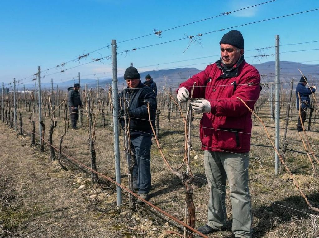 Peneliti Mau Tanam Anggur di Mars untuk Bikin Wine Peneliti Mau Tanam Anggur di Mars untuk Bikin Wine