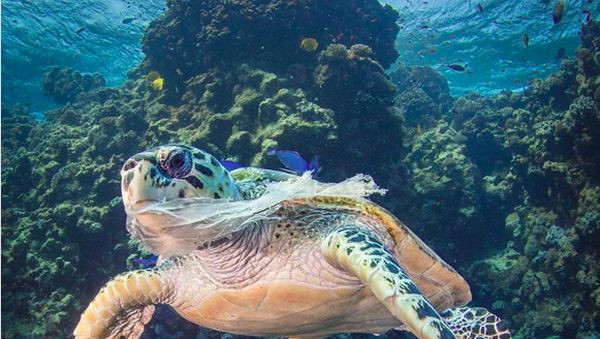 Potret Miris Kala Hewan-hewan Terjebak Sampah Manusia