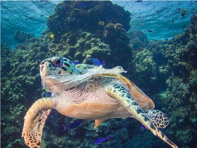 Potret Miris Kala Hewan-hewan Terjebak Sampah Manusia