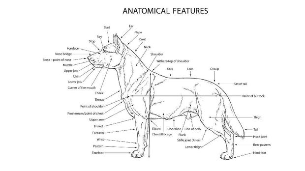 Anjing Kintamani Dapat Pengakuan dari Federasi Internasional