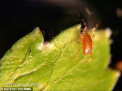 Lewat Mikroskop Terlihat Banyak Sayuran Segar Dihuni Puluhan Cacing dan Serangga