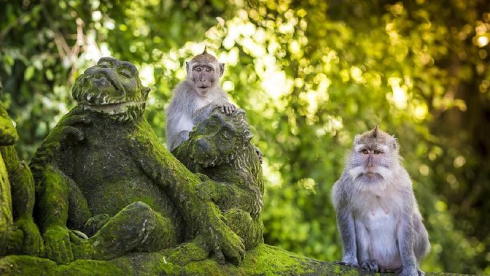 Monyet, salah satu binatang yang membawa virus cacar kera atau monkeypox. Foto: Ilustrasi kera di Ubud (iStock) Monyet, salah satu binatang yang membawa virus cacar kera atau monkeypox. Foto: Ilustrasi kera di Ubud (iStock)