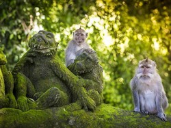 Monyet Penyerang Balita 3 Tahun Saat Bermain di Samarinda Ditangkap