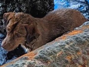 Anjing yang Terombang-ambing di Tengah Laut, Berhasil Diselamatkan