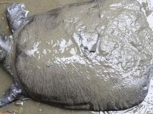 Kura-kura Terlangka di Dunia Ditemukan Mati di China, Kini Tersisa 3 Ekor