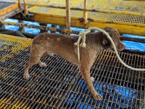 Seekor Anjing di Thailand Dievakuasi Usai Terombang-ambing di Laut