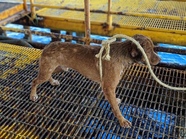 Seekor Anjing di Thailand Dievakuasi Usai Terombang-ambing di Laut