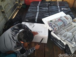 Aparat Bidik Pengepul Baby Lobster Ilegal di Jabar