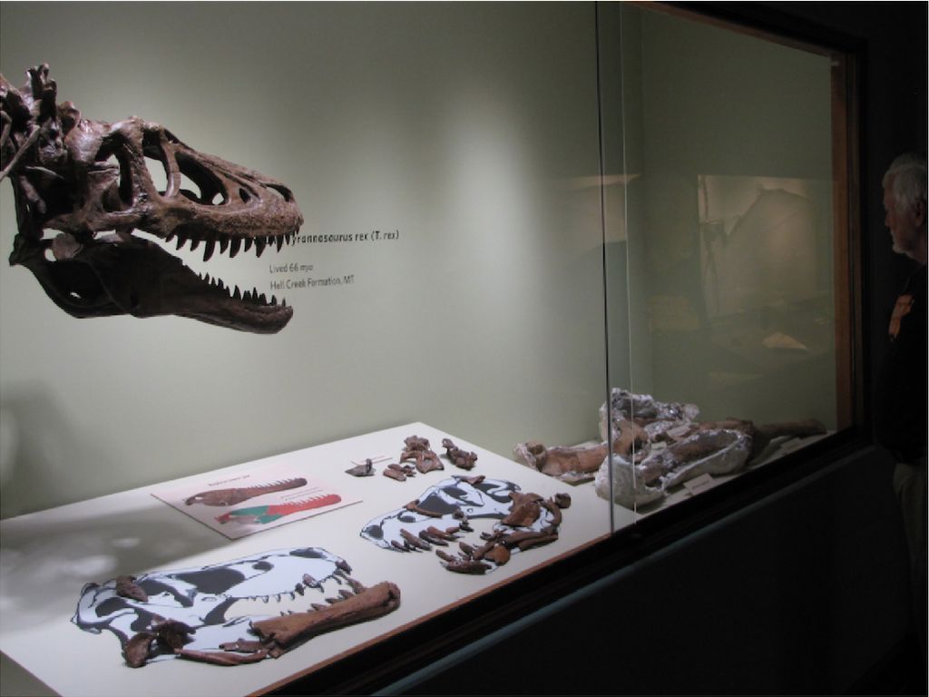 Kontroversi Fosil Bayi T-Rex Dijual Rp 41,5 M di eBay