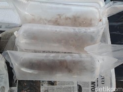 Tangkap Baby Lobster Tanpa Izin, 2 Nelayan Pangandaran Diamankan