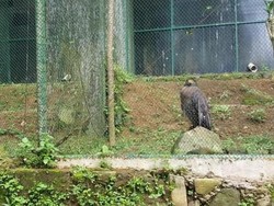 Berkunjung ke Suaka Elang di Bogor yang Jarang Orang Tahu